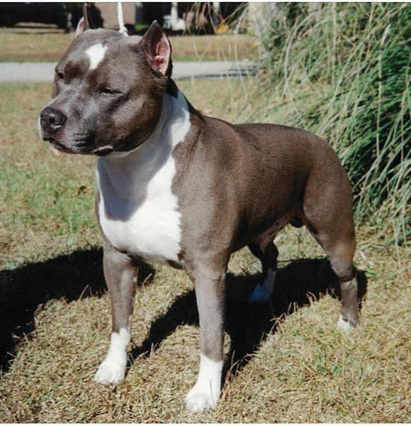 Blue CH Van Gunn's Cruise Control CD RN CGC TDI ROH