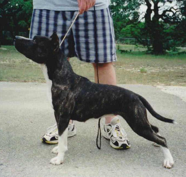 Brindle Rounder's Calamity Jane CD